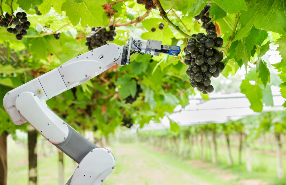 Robot arm picking grapes.