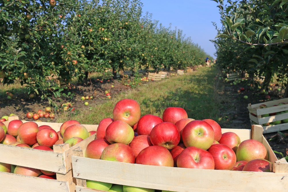 Ripe red apples in wood crates. Orchard with many trees in rows in the background.