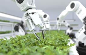Articulated arms harvesting leafy greens in an indoor farming operation